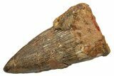 Fossil Spinosaurus Tooth - Real Dinosaur Tooth #349796-1